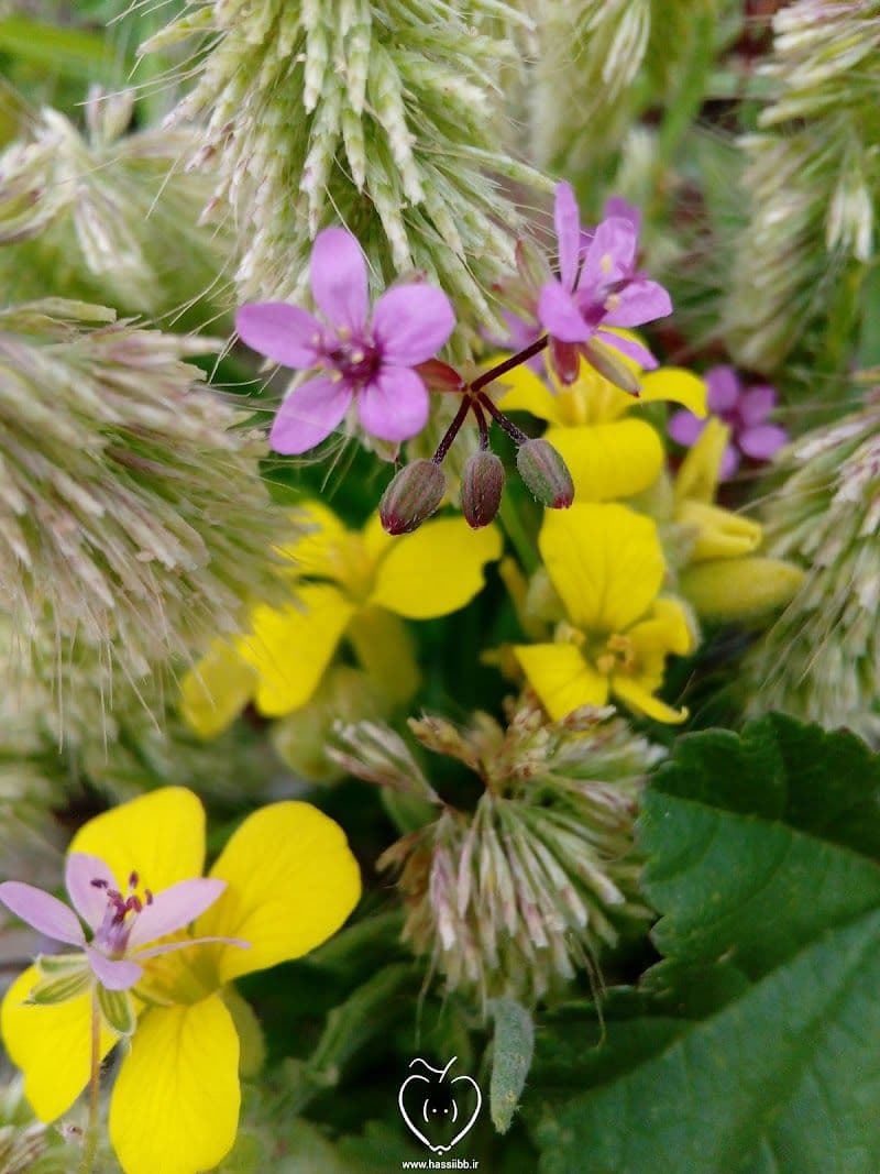 Jiroft Trip Planner - Optimal Visiting Period