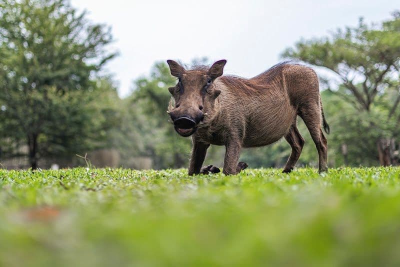 Mlilwane Game Sanctuary - Malkerns - Eswatini - Booked ai