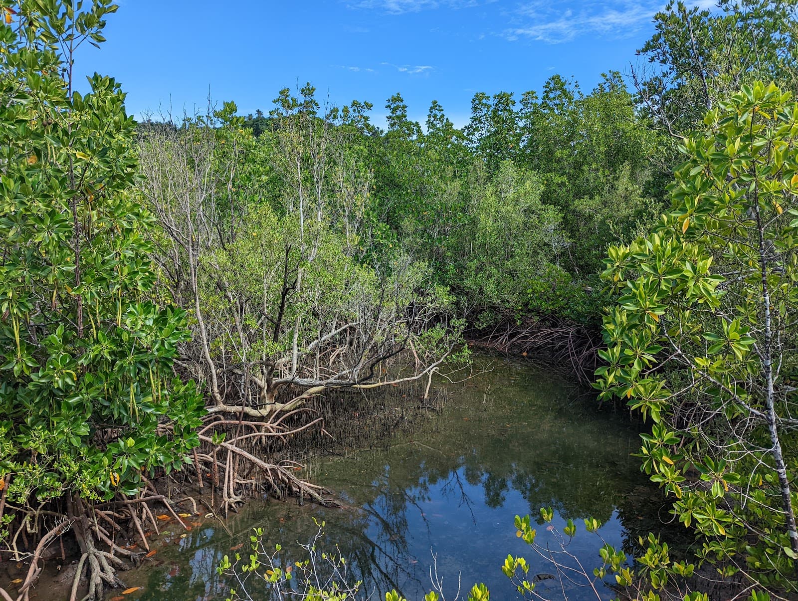 Mangroove park Koh Samui - Koh Samui - Thailand