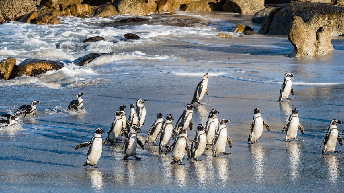 Watch Little Penguins on Kangaroo Island, South Australia