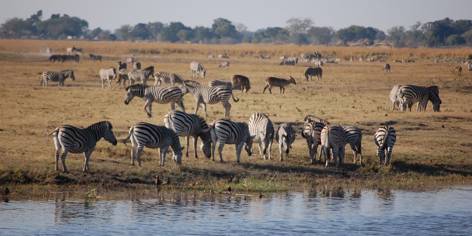 Chobe National Park, Botswana