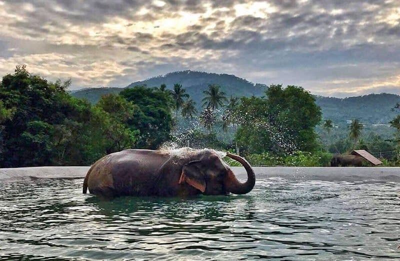 Samui Elephant Sanctuary - Ko Samui - Thailand