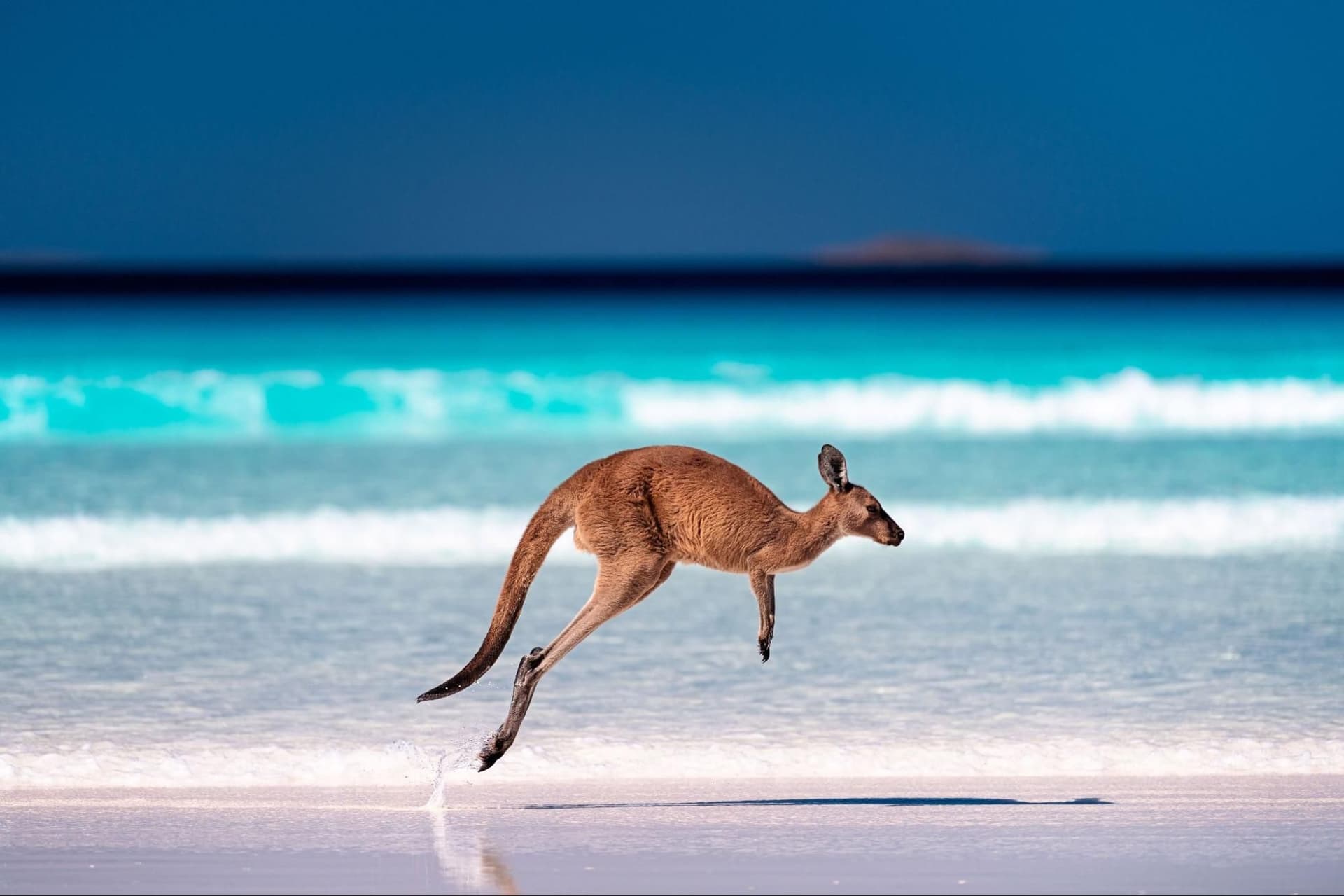 Kangaroo Island: A Wildlife & Scenic Wonderland
