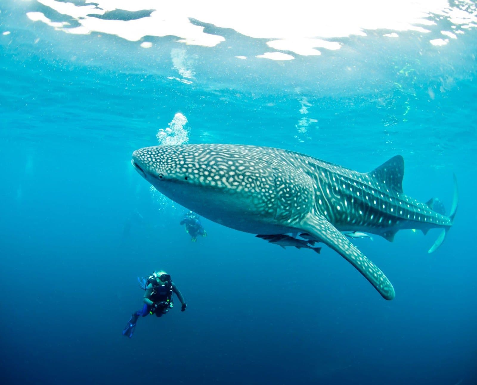 What To Expect While Swimming With Whale Sharks