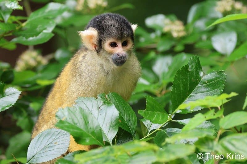 Apenheul Primate Park - Apeldoorn - Netherlands