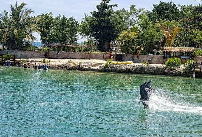 Dolphin Cove Negril - Montego Bay - Jamaica