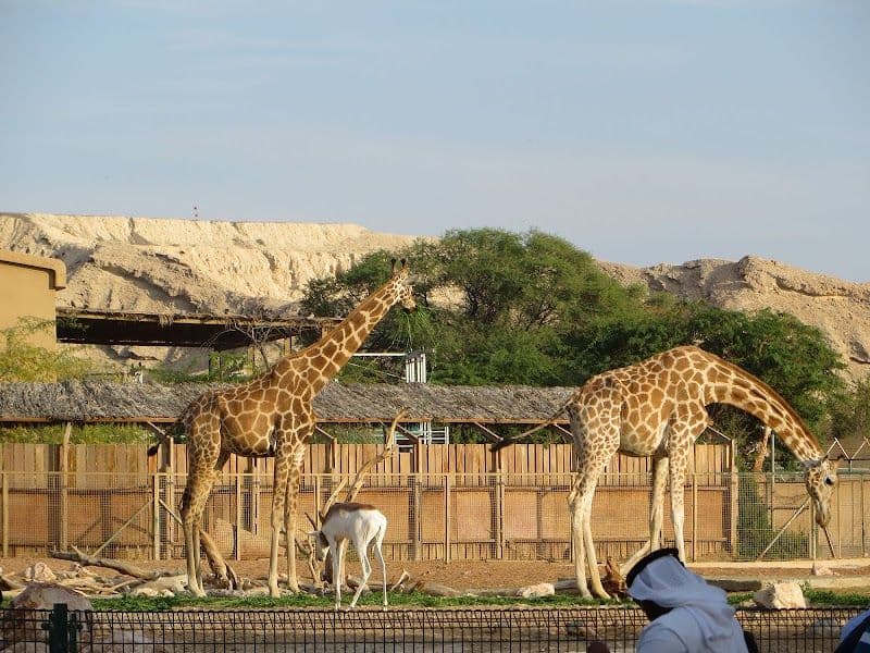 Al Ain Zoo - Al Ain - United Arab Emirates