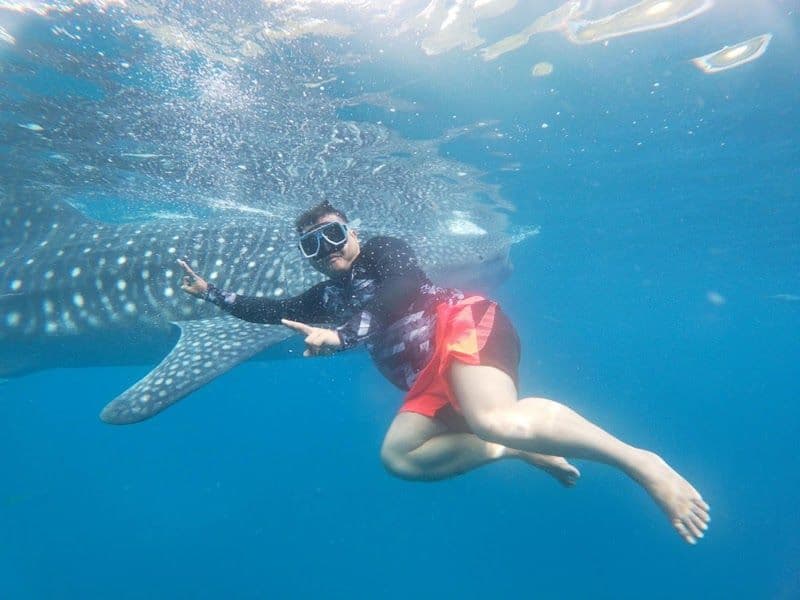 Swim with Whale Sharks in Oslob - Oslob - Philippines