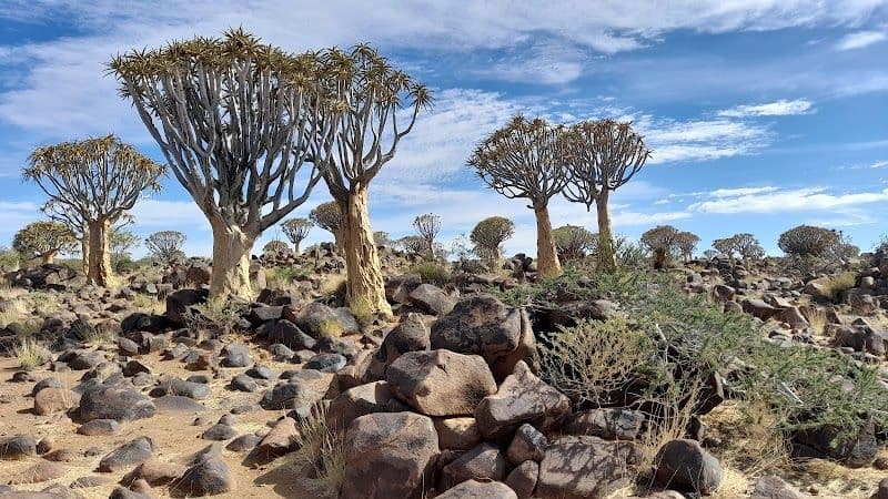 Quiver Tree Forest - Keetmanshoop - Namibia