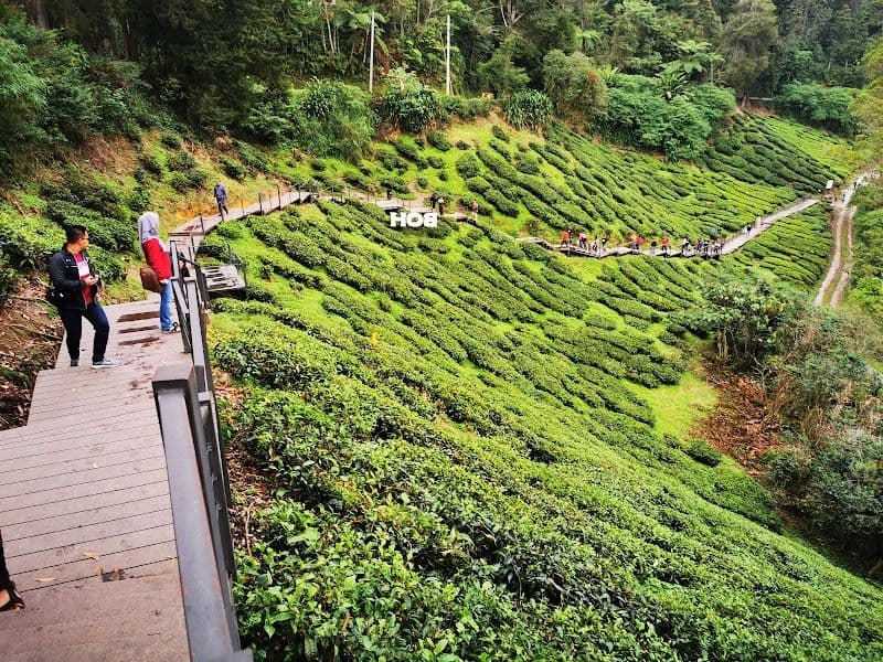 Visit the BOH Tea Plantation - Brinchang - Malaysia