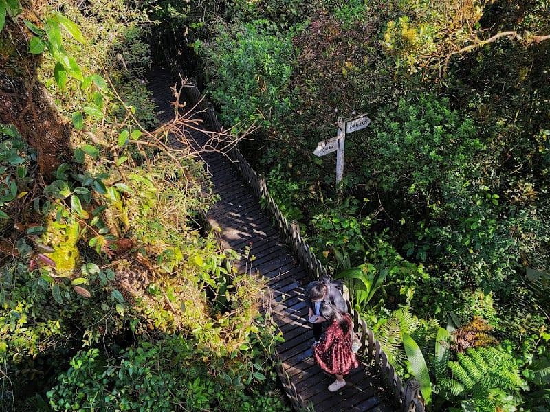 Explore the Mossy Forest - Brinchang - Malaysia