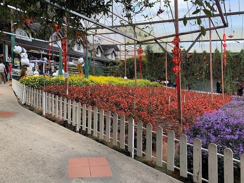 Stroll through the Cameron Lavender Garden - Tanah Rata - Malaysia