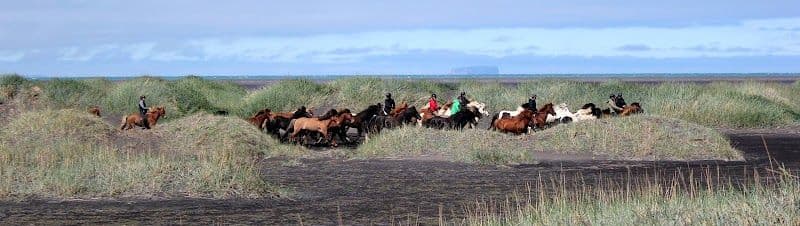 Icelandic Horse Tours - Sauðárkrókur - Iceland - Booked ai