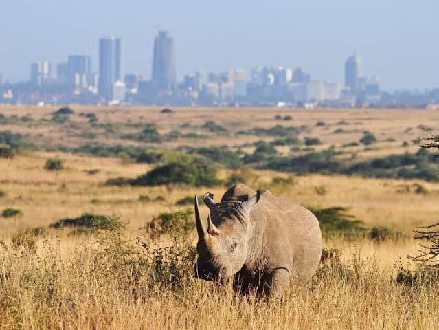 Nairobi National Park - Nairobi - Kenya - Booked ai