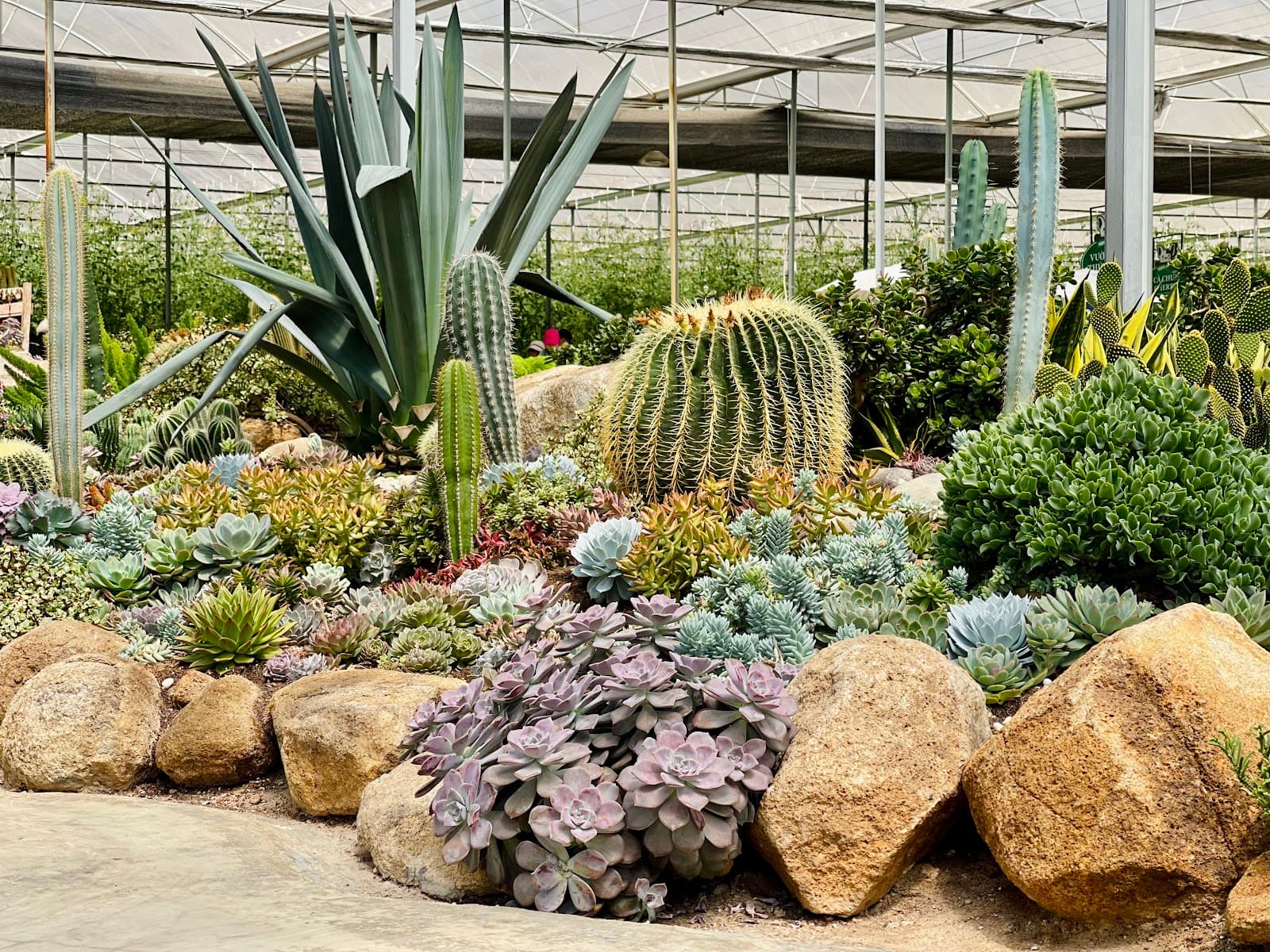 Puppy Farm - Dalat - Vietnam