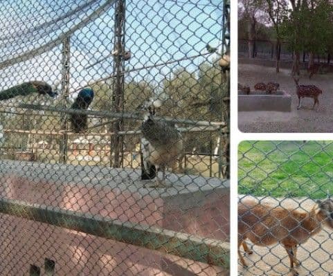 Vehari Zoo - Vehari - Pakistan - Booked ai