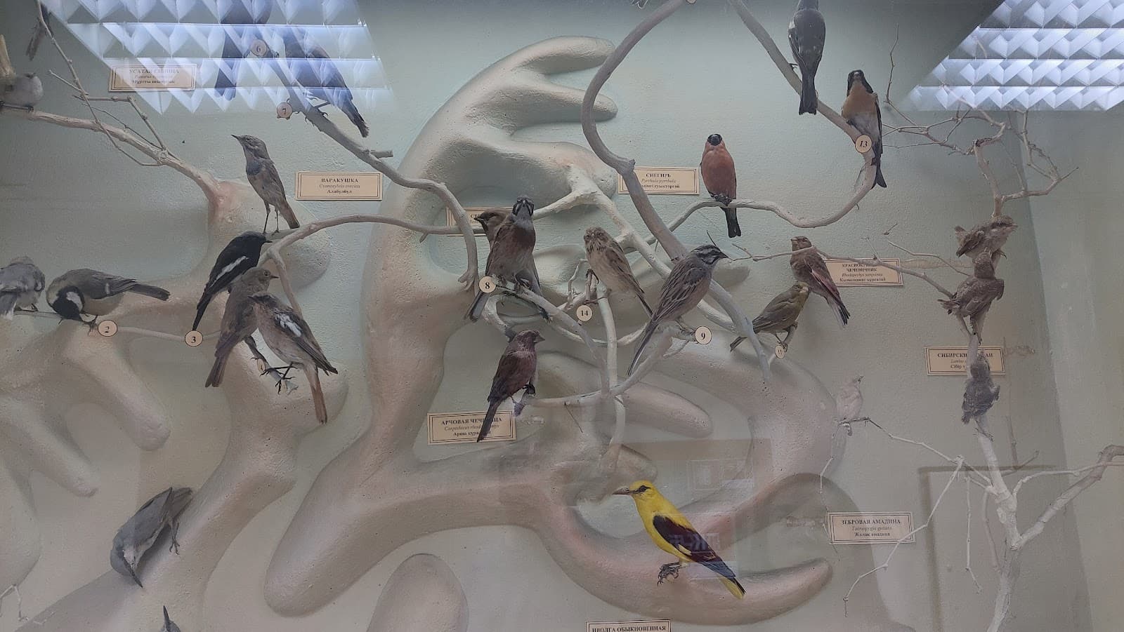 Biologicheskiy Muzey - Almaty - Kazakhstan