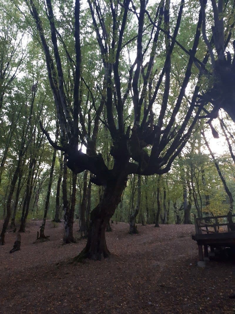 Alangdareh - Gorgan - Iran - Booked ai