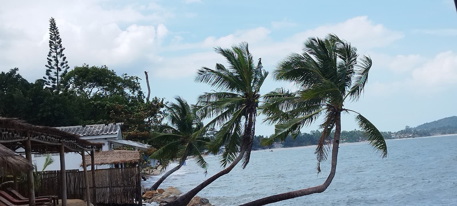 Лежачая пальма - Koh Samui - Thailand