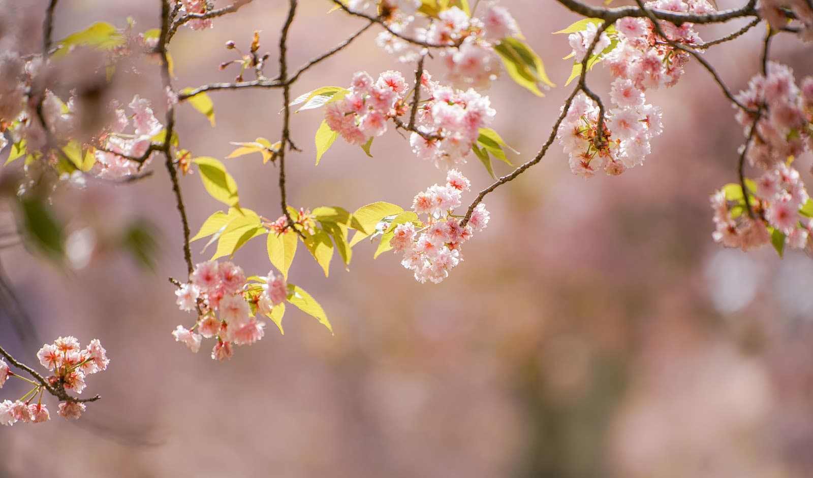 Chayama-enchi - Nara - Japan