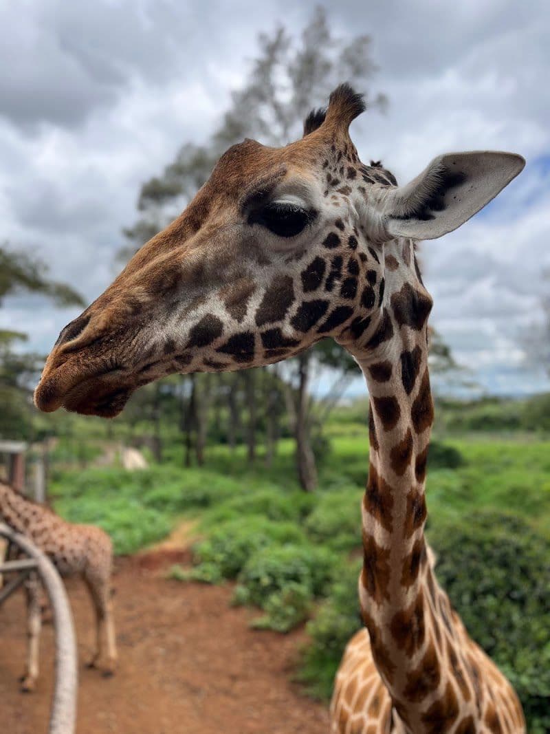 Giraffe Centre - Nairobi - Kenya - Booked ai
